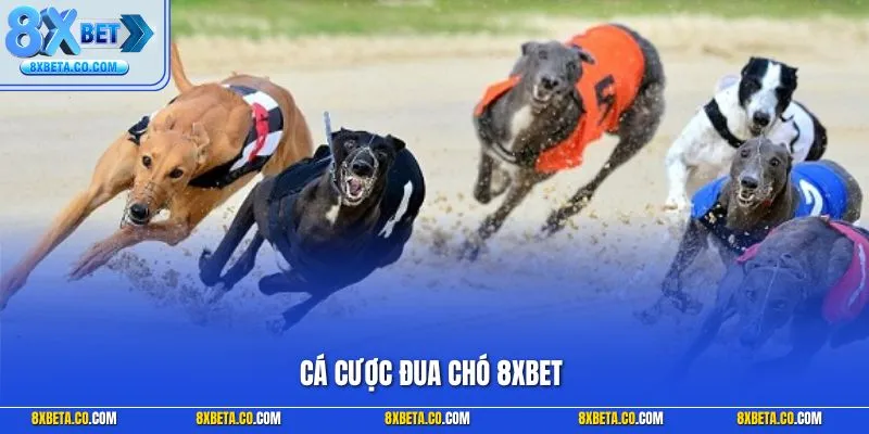 Cá cược đua chó